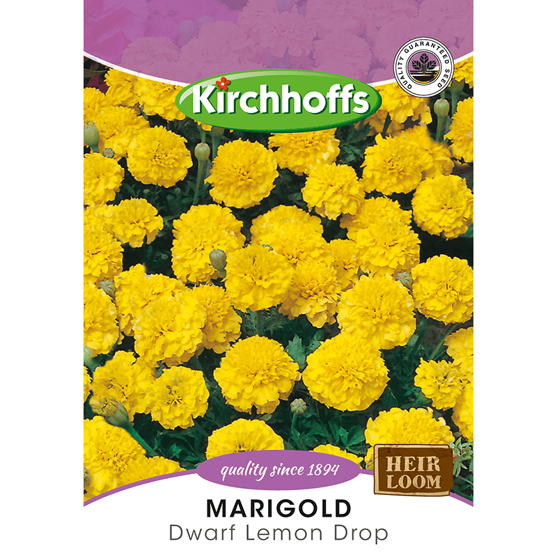 Kirchhoffs Marigold Dwarf lemon drop