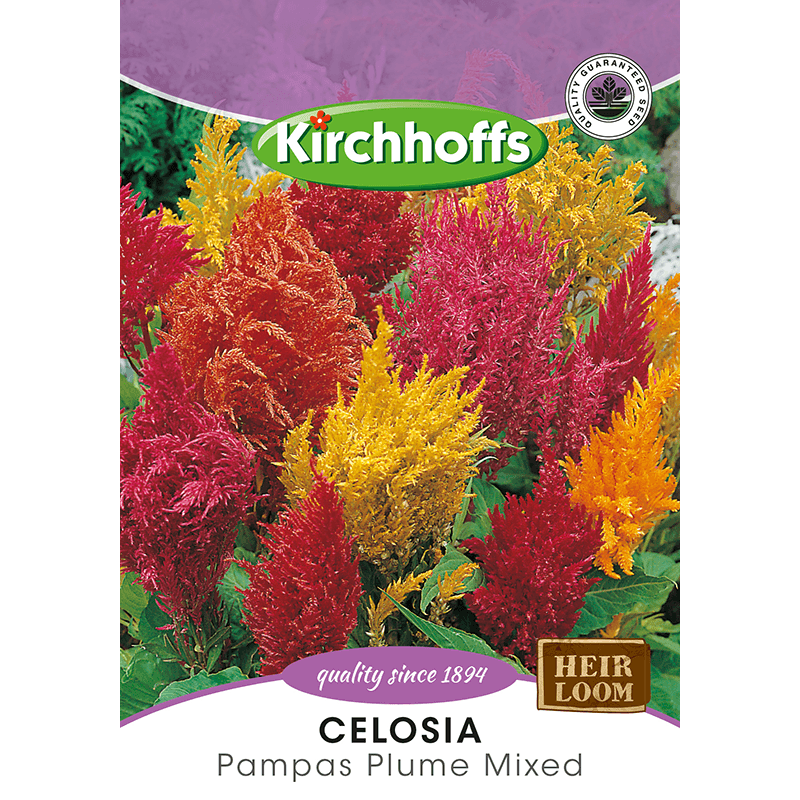 Kirchhoffs Celosia Pampas Plume mixed