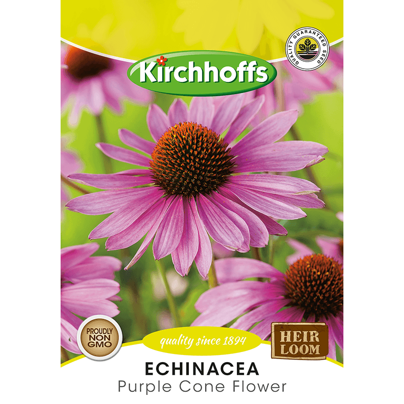 Kirchhoffs Echinacea (purple cone flower)