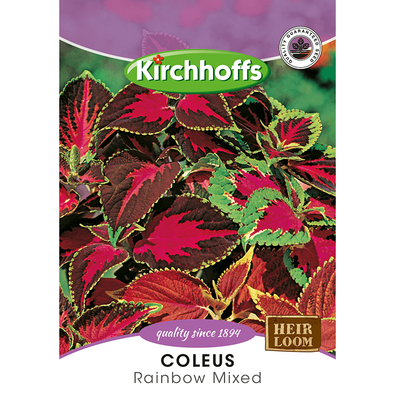 Kirchhoffs Coleus Rainbow Hybrids mixed