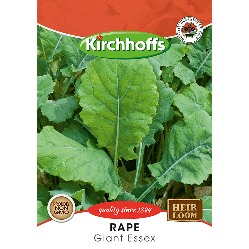Kirchhoffs Rape Giant essex