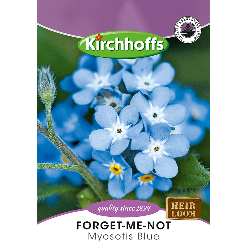 Kirchhoffs Forget me not Myosotis Blue