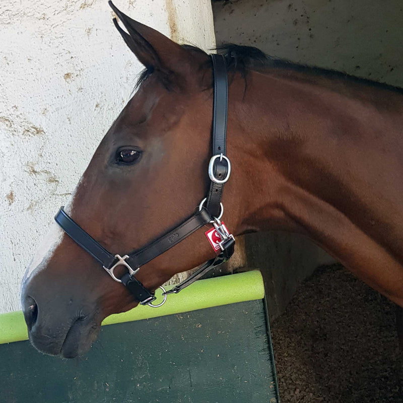 Halter Leather Cob Group (Solo)